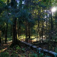 Октябрь уж наступил (Пушкин опять оказался прав) :: Андрей Лукьянов