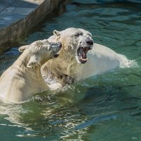 Белый :: SanSan 