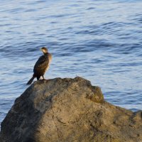 О птичках :: Олег Денисов