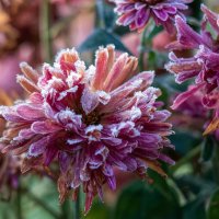 Картинка из первооктябрьского утра. :: Анатолий. Chesnavik.