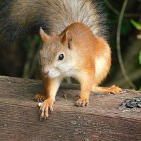 Белка :: Лина 