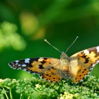 из серии " Макро мир вокруг нас..." :: Николай Саржанов