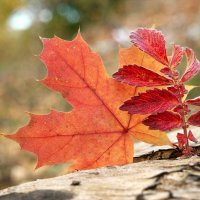 Этюды о багрянце осени... :: Андрей Заломленков