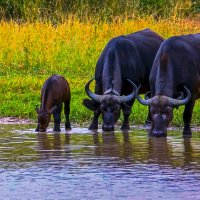 Африканский буйвол :: Aleksey Afonin