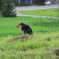 ......... :: Елена Шаламова