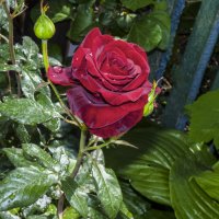 Бархатная  роза :: Валентин Семчишин