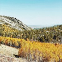 Золотые березки :: Георгиевич 