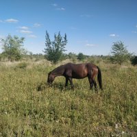 Лето :: Андрей Хлопонин Лето :: Андрей Хлопонин