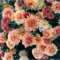 Цветы осени. :: Валерия Комова