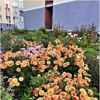 Осень в палисаднике. :: Валерия Комова Осень в палисаднике. :: Валерия Комова