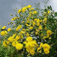 Хризантема :: Рита Симонова