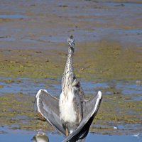 Серая цапля сушит крылья. :: Николай Волков