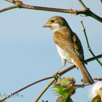 Сорокопут :: Николай Волков Сорокопут :: Николай Волков