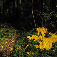 По Лесным Дорожкам :: юрий поляков