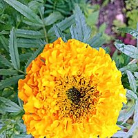 Цветы. :: Владимир Драгунский