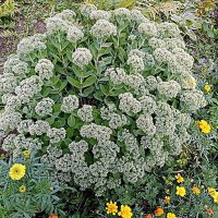 Цветы. :: Владимир Драгунский