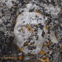 Природа Крыма :: Amazing Cosmea Природа Крыма :: Amazing Cosmea