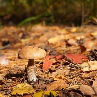 Последний герой :: Галина Кан