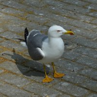 Чайка :: Надежда