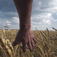 Сила зерна :: ВАСИЛИЙ 