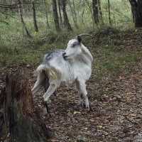 Комары заели... :: Freddy 97