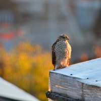ястреб-перепелятник прилетел в разведку :: леонид логинов
