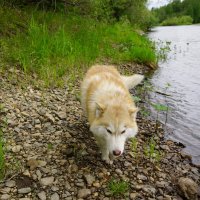 Хитрюга... :: Николай Гирш