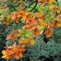 Осенний этюд :: Ольга Довженко