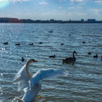 грация :: Дмитрий Лупандин грация :: Дмитрий Лупандин