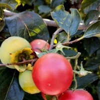 Хурма-ранний сорт... :: Александр Кондаков Хурма-ранний сорт... :: Александр Кондаков