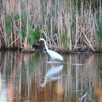 Цапля на охоте. :: Владимир Филимонов