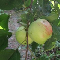 Червоточинка не укор :: Дмитрий Никитин