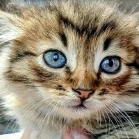 Вот такое маленькое чудо. :: Михаил Столяров Вот такое маленькое чудо. :: Михаил Столяров