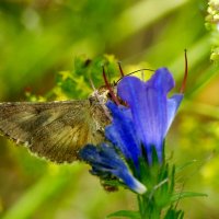 опять про бабочек 31 :: Александр Прокудин опять про бабочек 31 :: Александр Прокудин