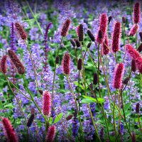 природа шепчет :: Олег Лукьянов