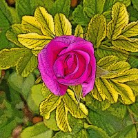 И в октябре цветёт шиповник! :: Валентина  Нефёдова 