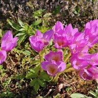 Осень - время безвременников :: Светлана 