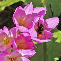 Хорошо устроился! :: Светлана 