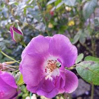 Роза :: Сапсан 