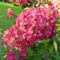 Гортензия :: Сапсан 