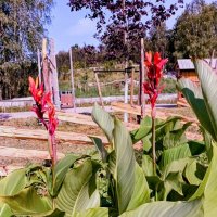 Канны :: Veera V Канны :: Veera V