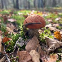 Осень :: Наталья Маркелова