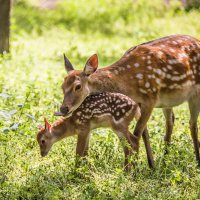 Олени :: SanSan 