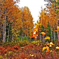 Сентябрь...Лесная просека! :: Владимир 