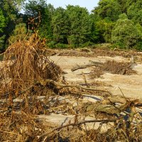 Река Кубань и деревья :: Игорь Сикорский Река Кубань и деревья :: Игорь Сикорский