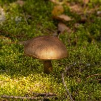 Подберезовик :: Игорь Сикорский Подберезовик :: Игорь Сикорский