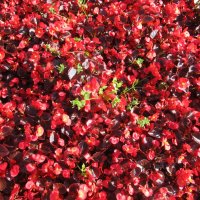 калейдоскоп :: Елена Шаламова калейдоскоп :: Елена Шаламова