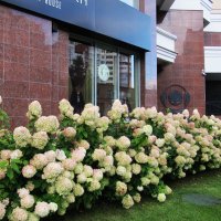 прекрасные гортензии :: Елена Шаламова прекрасные гортензии :: Елена Шаламова