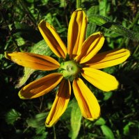 Зеленоглазая рудбекия :: Людмила Смородинская