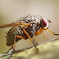 Муха :: Александр Лычагин Муха :: Александр Лычагин